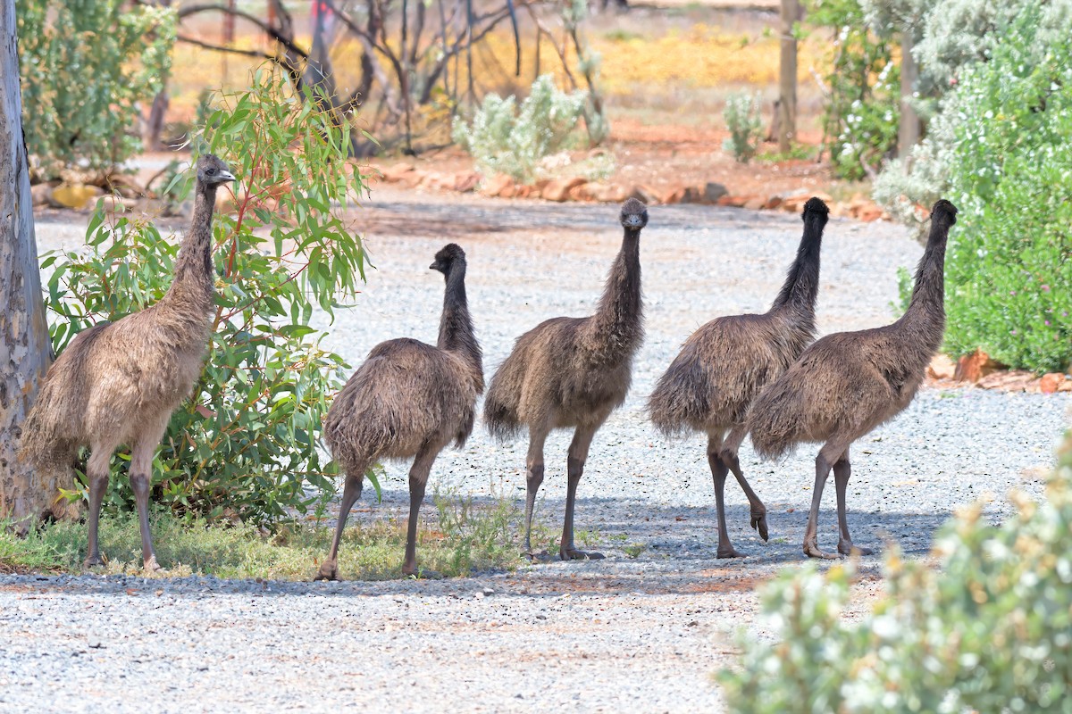 Ему австралійський - ML646960800