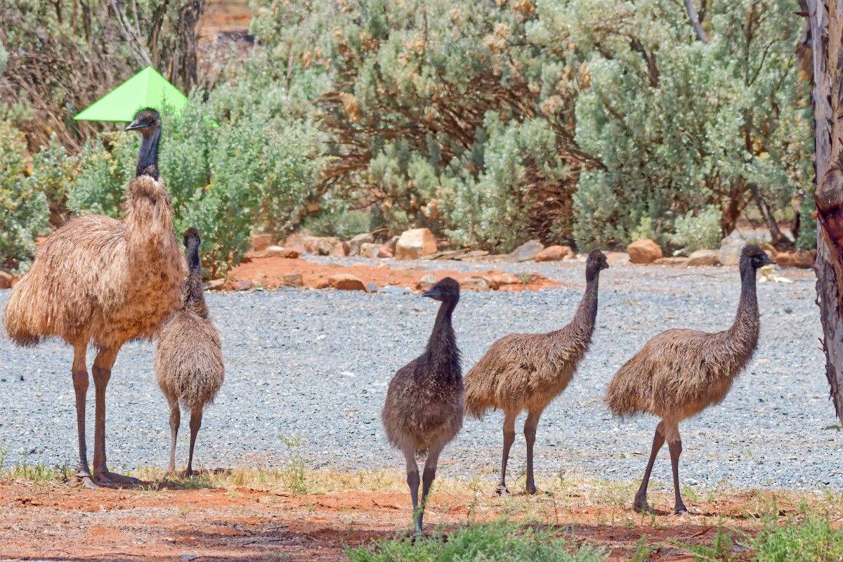 Ему австралійський - ML646960801