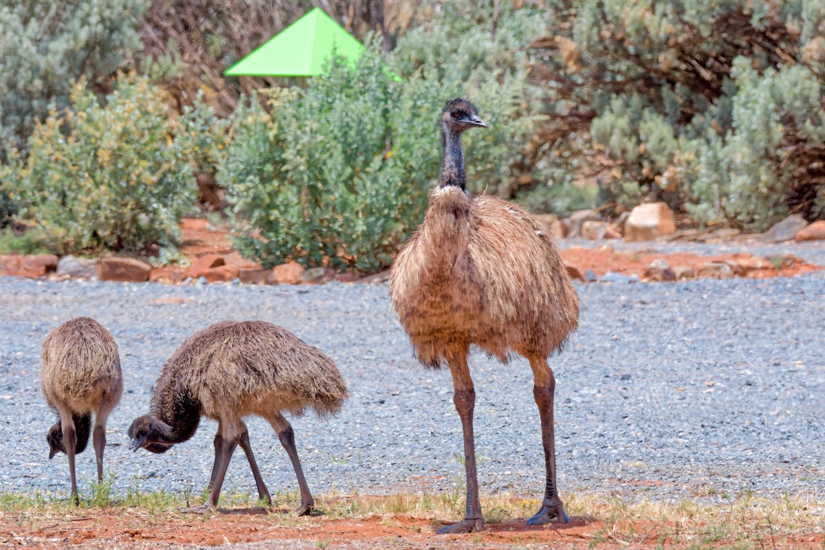 Ему австралійський - ML646960802