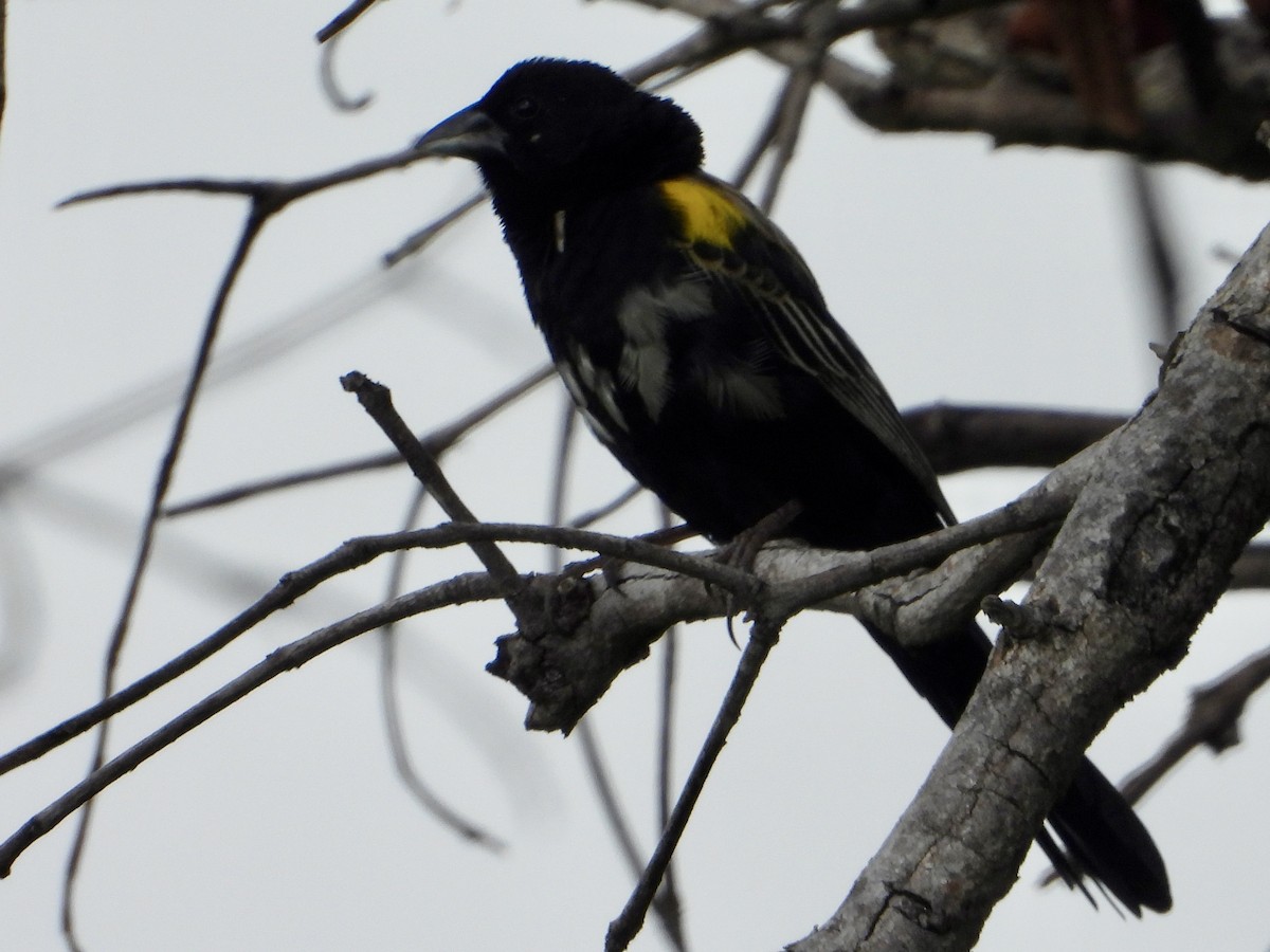 Yellow-mantled Widowbird - ML646960803