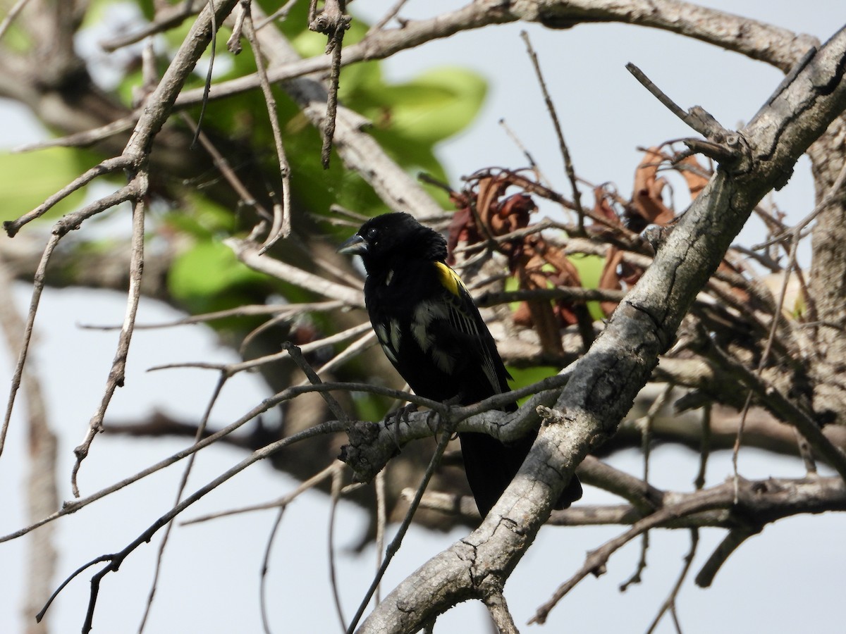 Yellow-mantled Widowbird - ML646960804