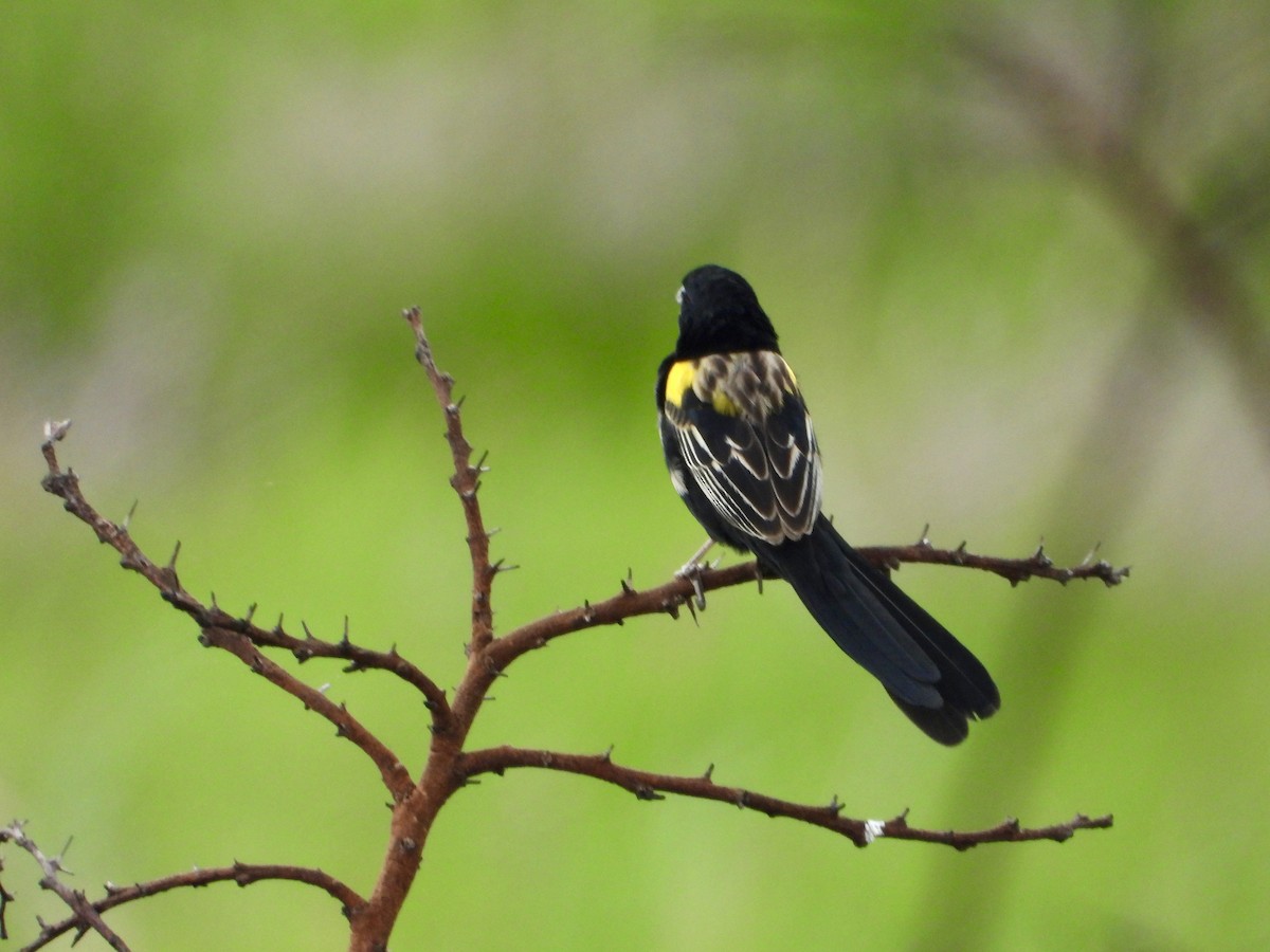 Yellow-mantled Widowbird - ML646960805
