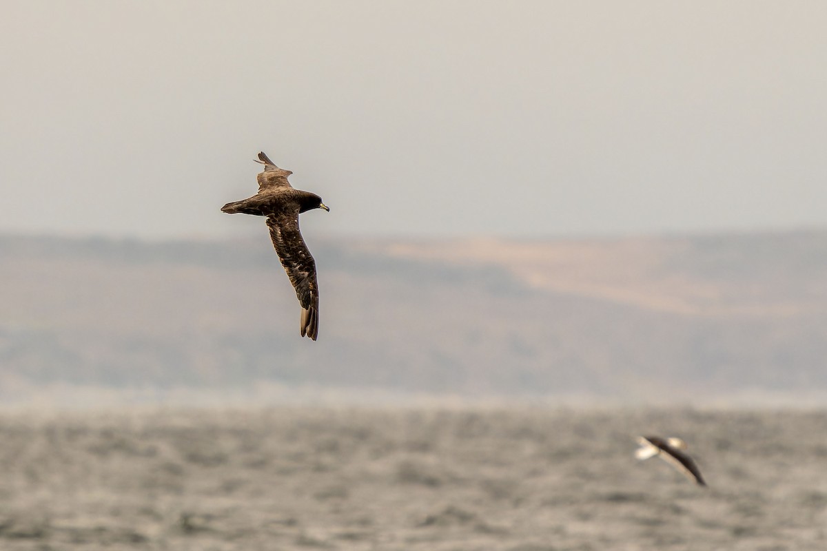 Westland Petrel - ML646960807