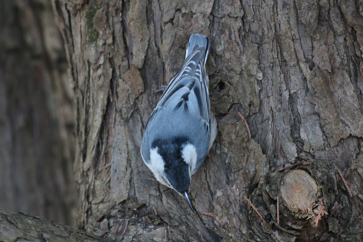 White-breasted Nuthatch - ML646960808