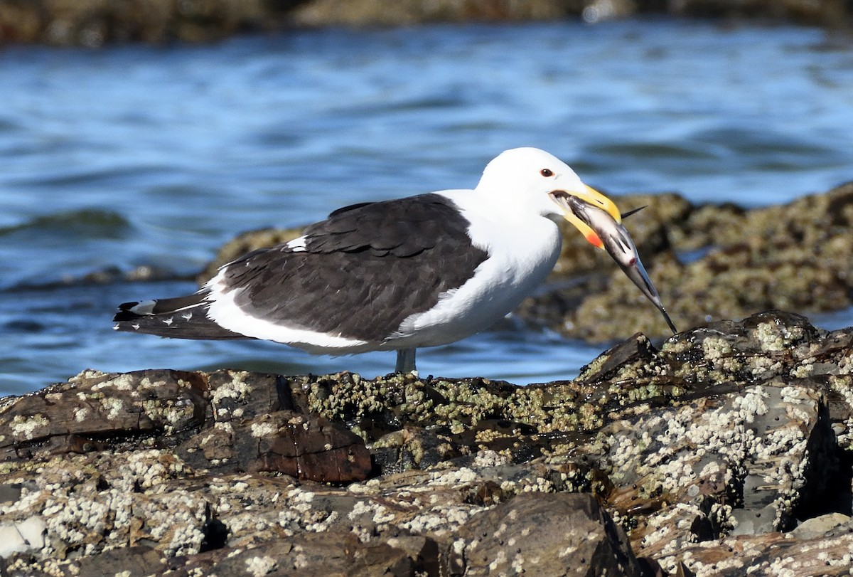 Dominikanermöwe - ML646960809