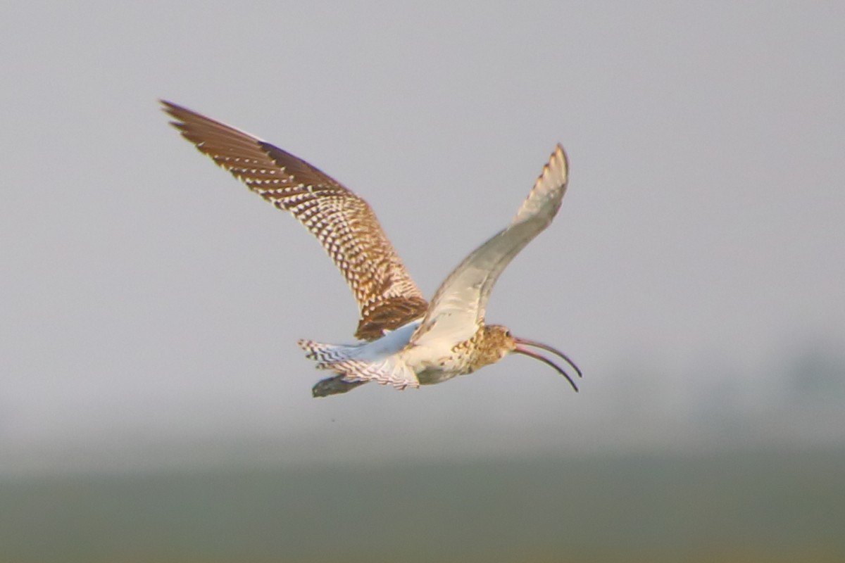 Brachvogel - ML646960810