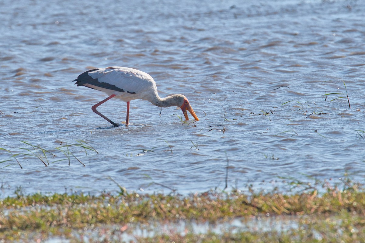 Yellow-billed Stork - ML646960813