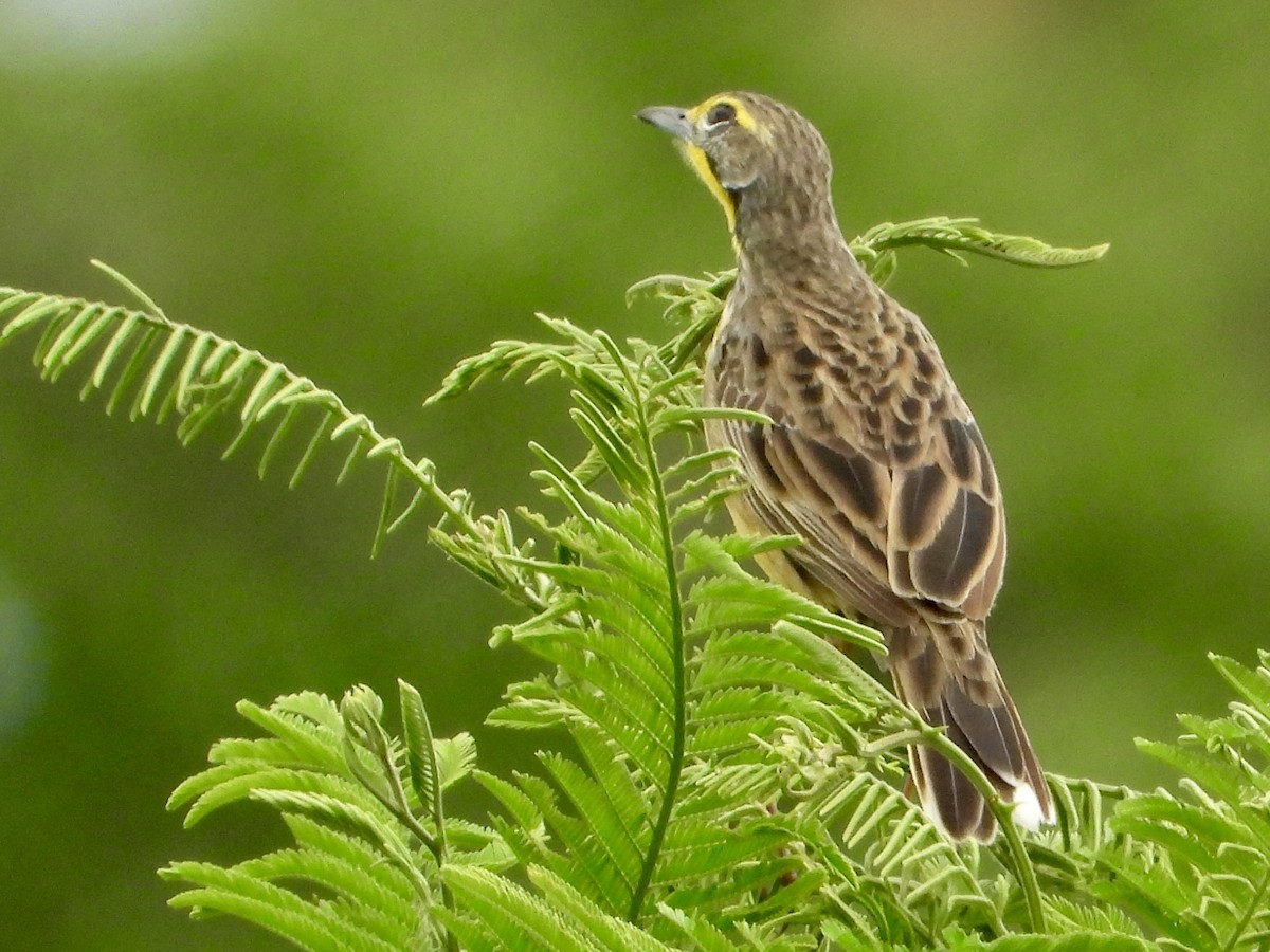 Yellow-throated Longclaw - ML646960815