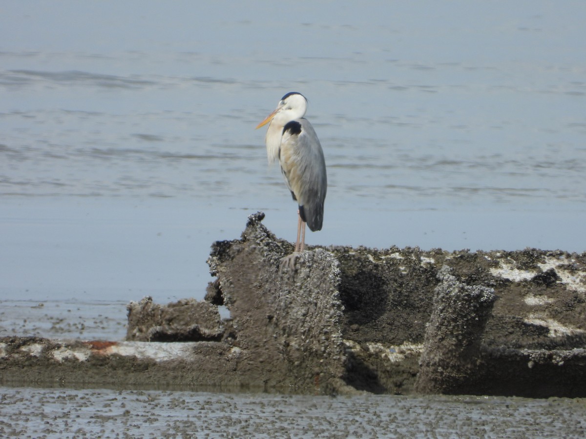 Airone cenerino - ML646960816