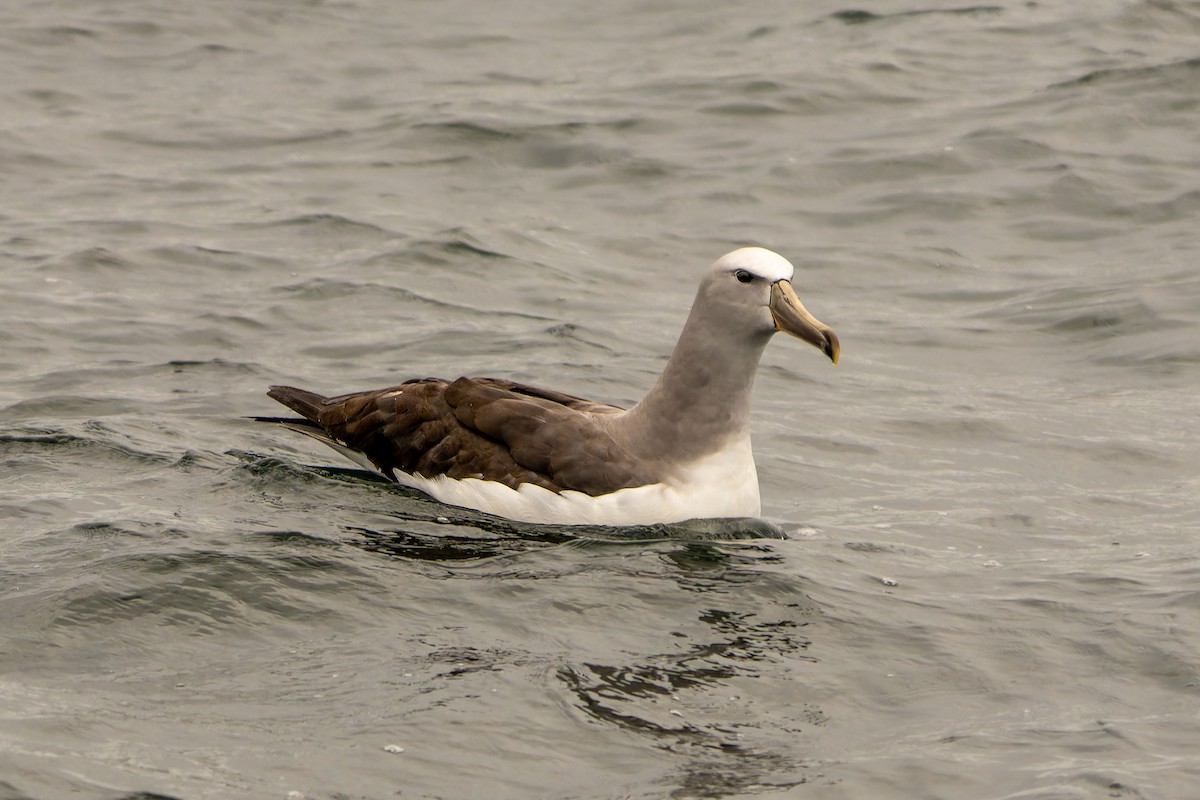Salvin's Albatross - ML646960817