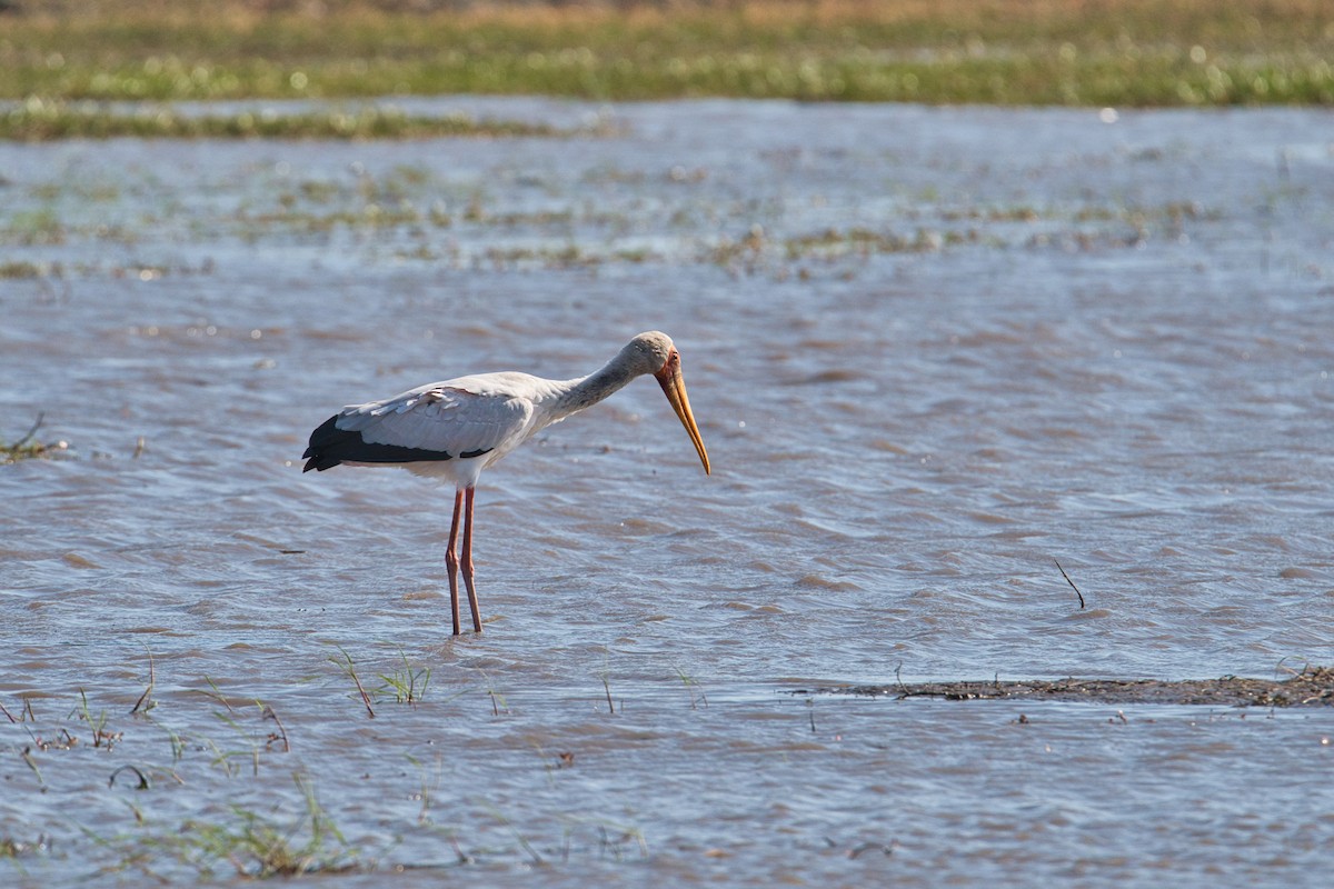 Yellow-billed Stork - ML646960818