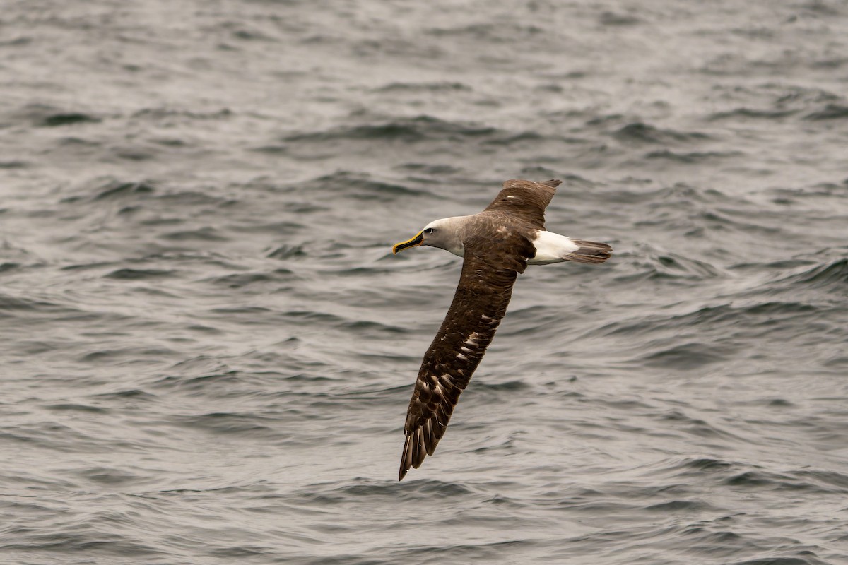 Буллеров альбатрос - ML646960819