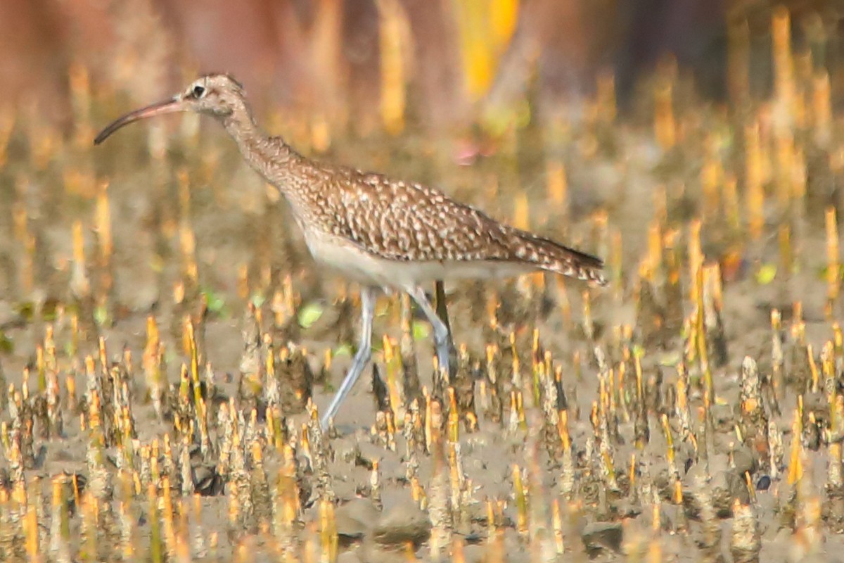 Regenbrachvogel - ML646960820