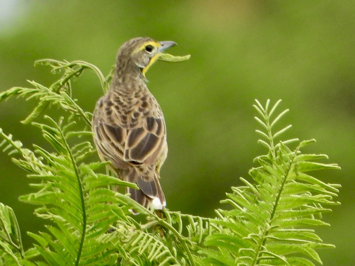 Yellow-throated Longclaw - ML646960822