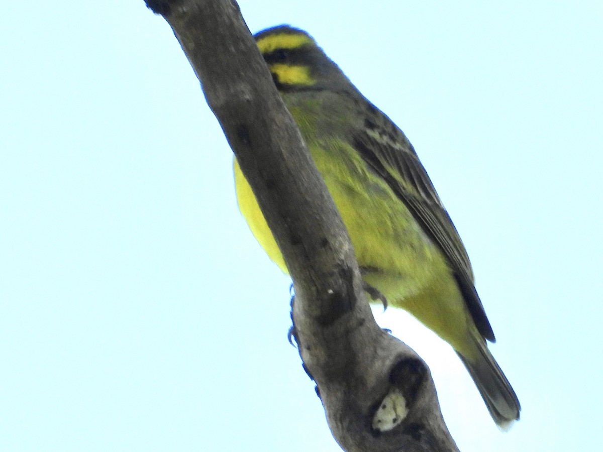 Yellow-fronted Canary - ML646960825