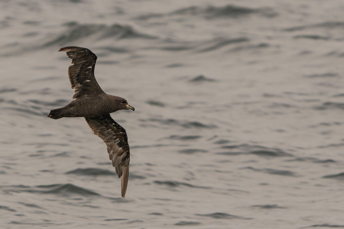 Westland Petrel - ML646960826