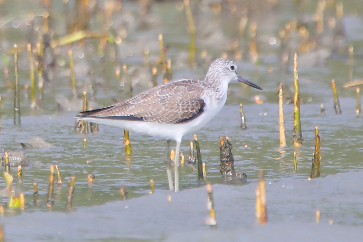 Common Greenshank - ML646960827