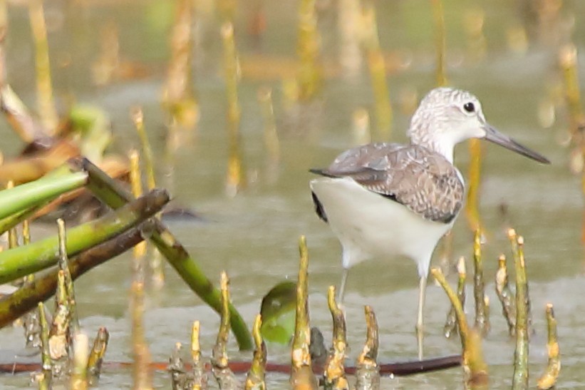 Grünschenkel - ML646960828