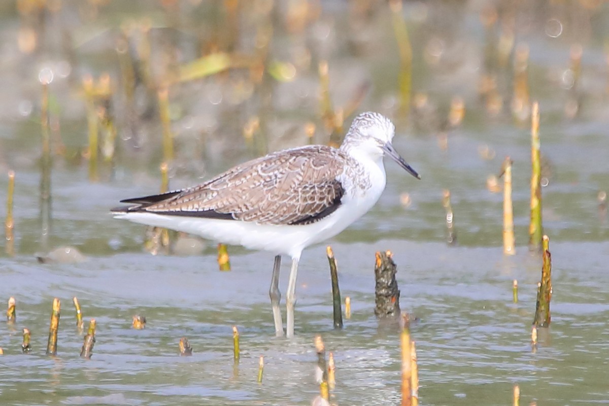 Common Greenshank - ML646960829