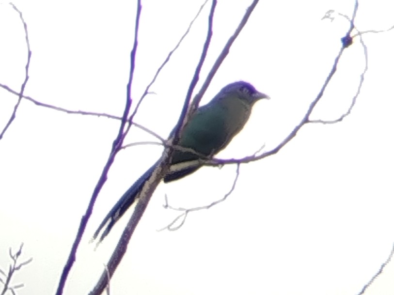 Chestnut-bellied Malkoha - ML646960830