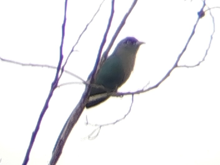 Chestnut-bellied Malkoha - ML646960831