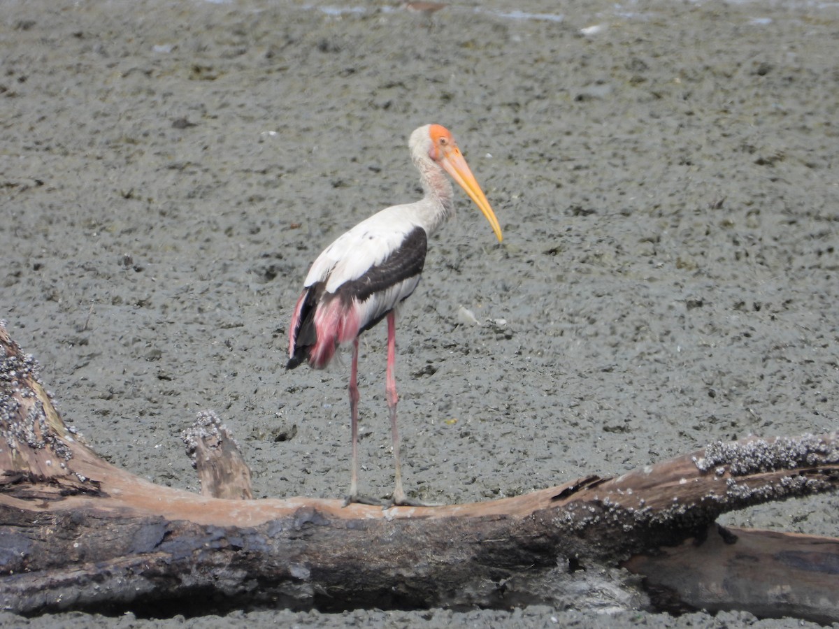 Painted Stork - ML646960833