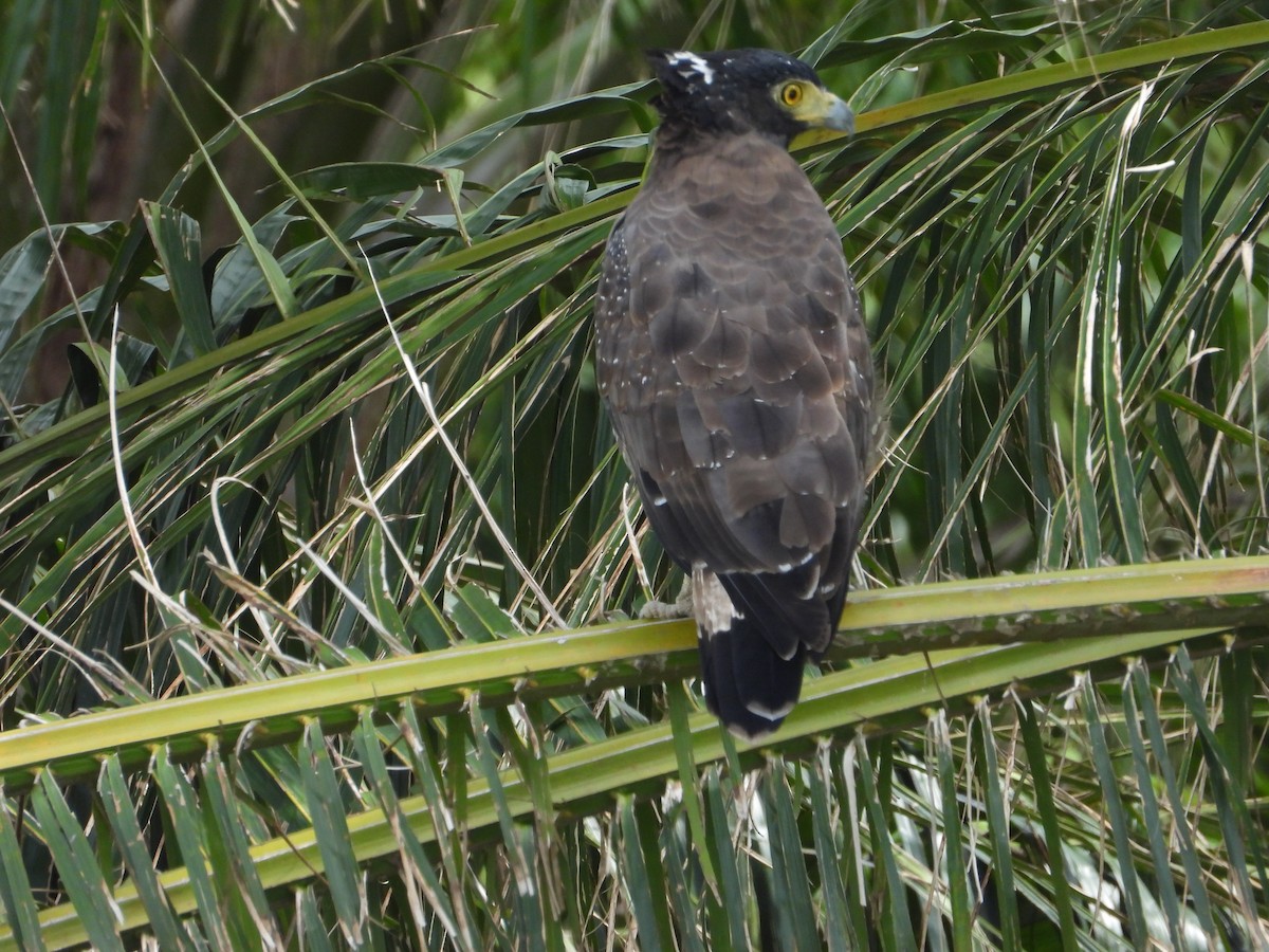 Crested Serpent-Eagle - ML646960836