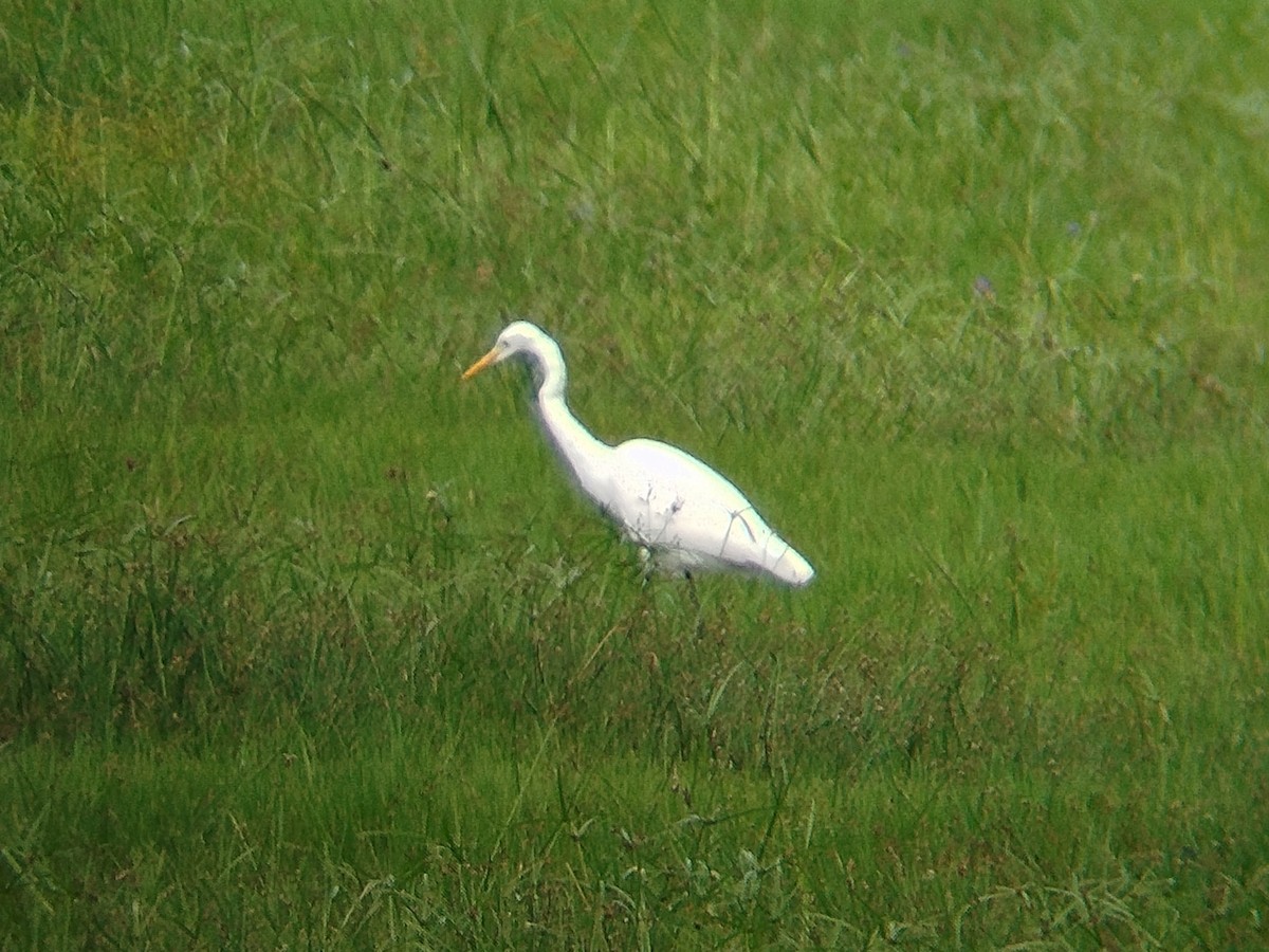 Medium Egret - ML646960838