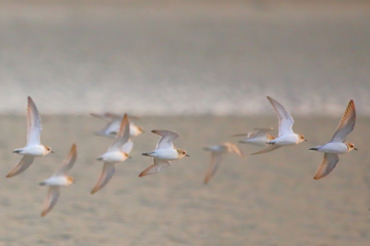Little Tern - ML646960839