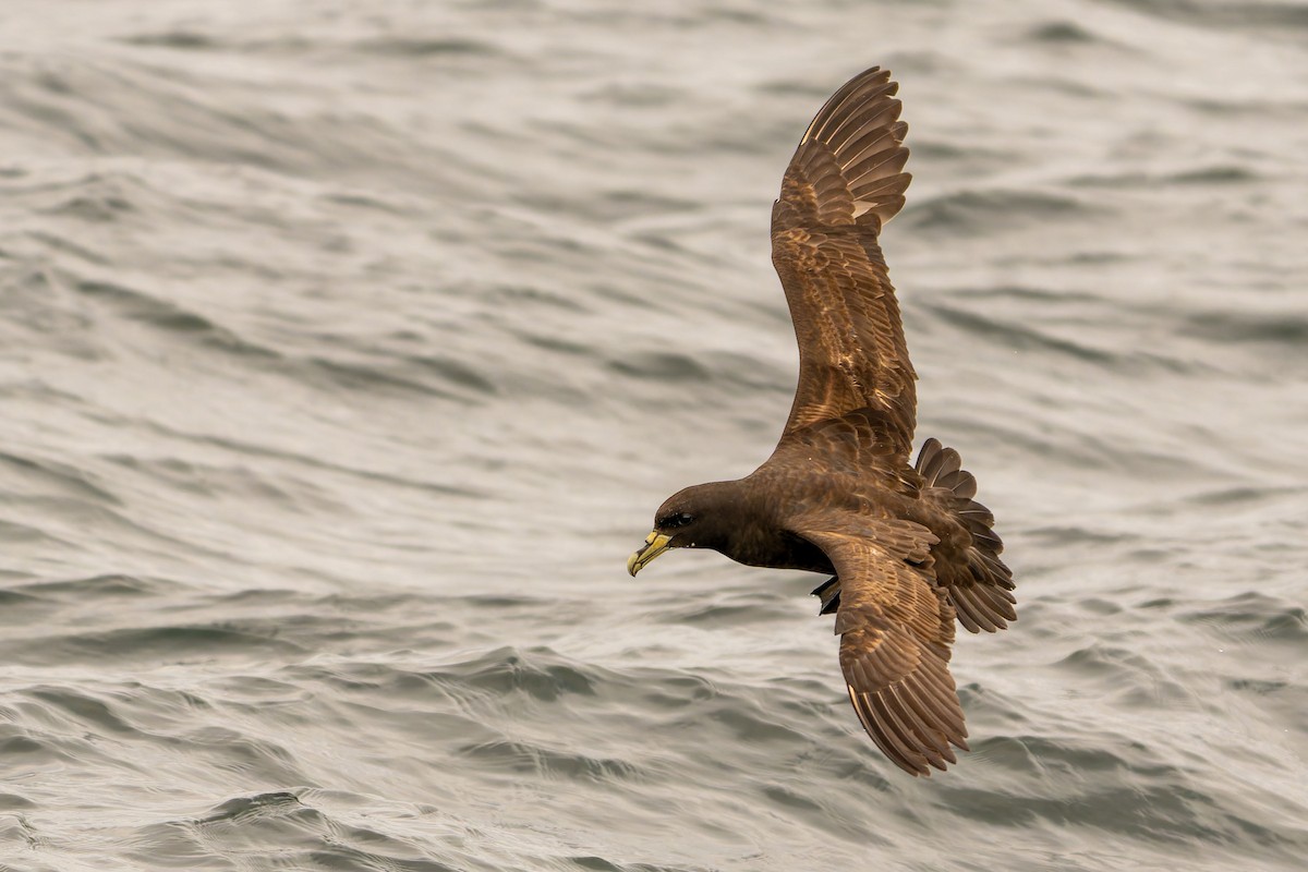 White-chinned Petrel - ML646960840