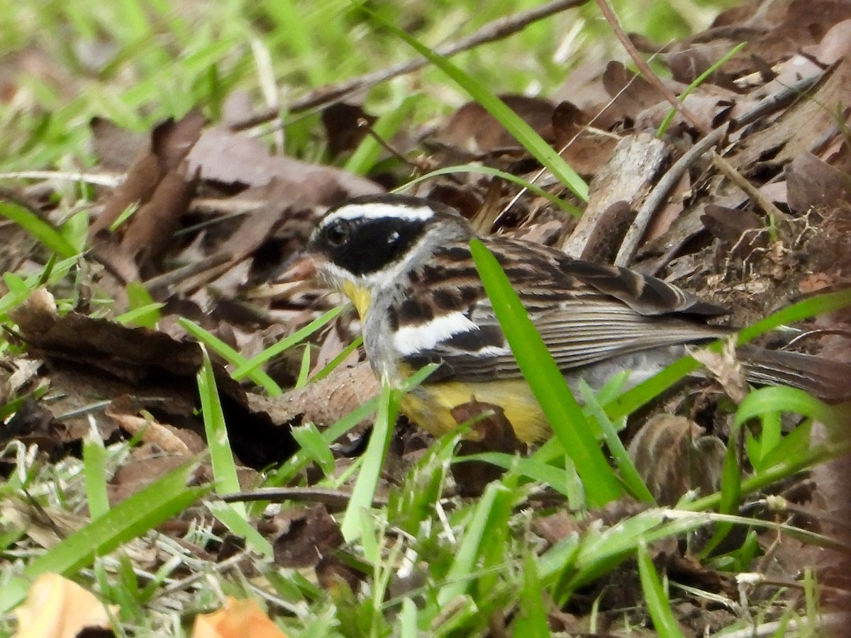 Golden-breasted Bunting - ML646960841