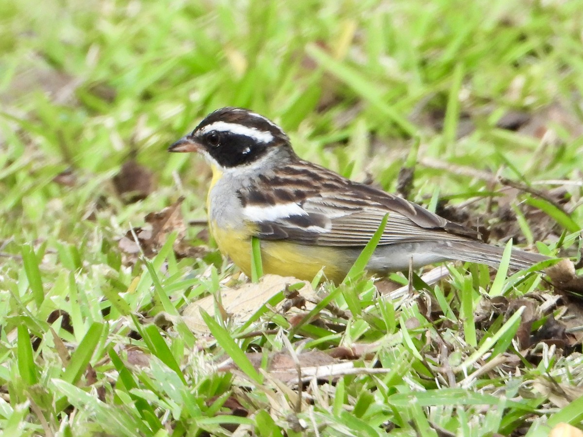 Golden-breasted Bunting - ML646960842