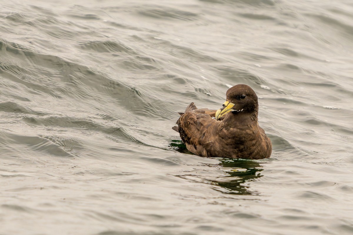White-chinned Petrel - ML646960843