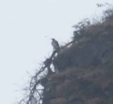 Bonelli's Eagle - ML646960844