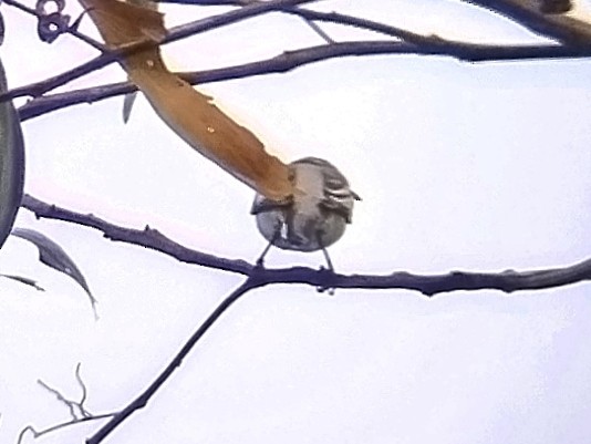 Pied Triller - ML646960845