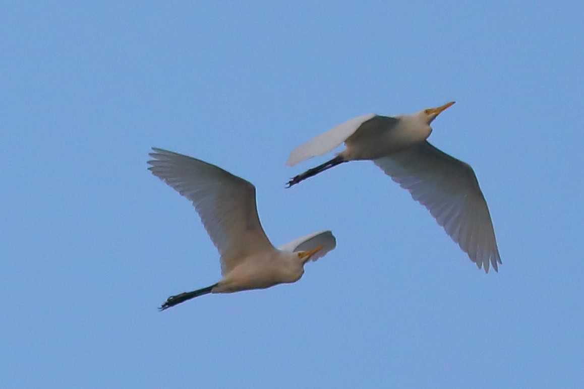 Great Egret - ML646960846