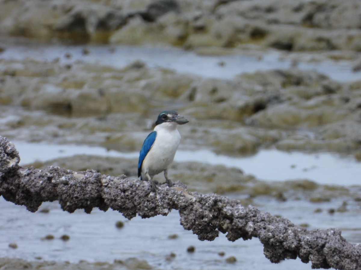 Collared Kingfisher - ML646960847