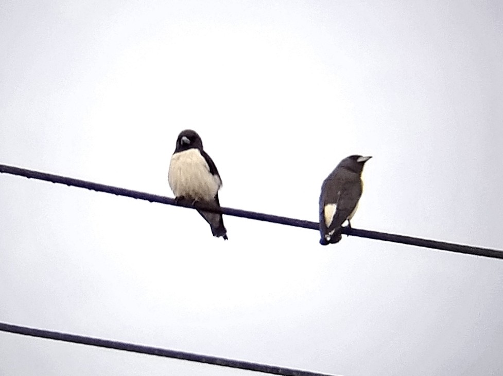 White-breasted Woodswallow - ML646960848