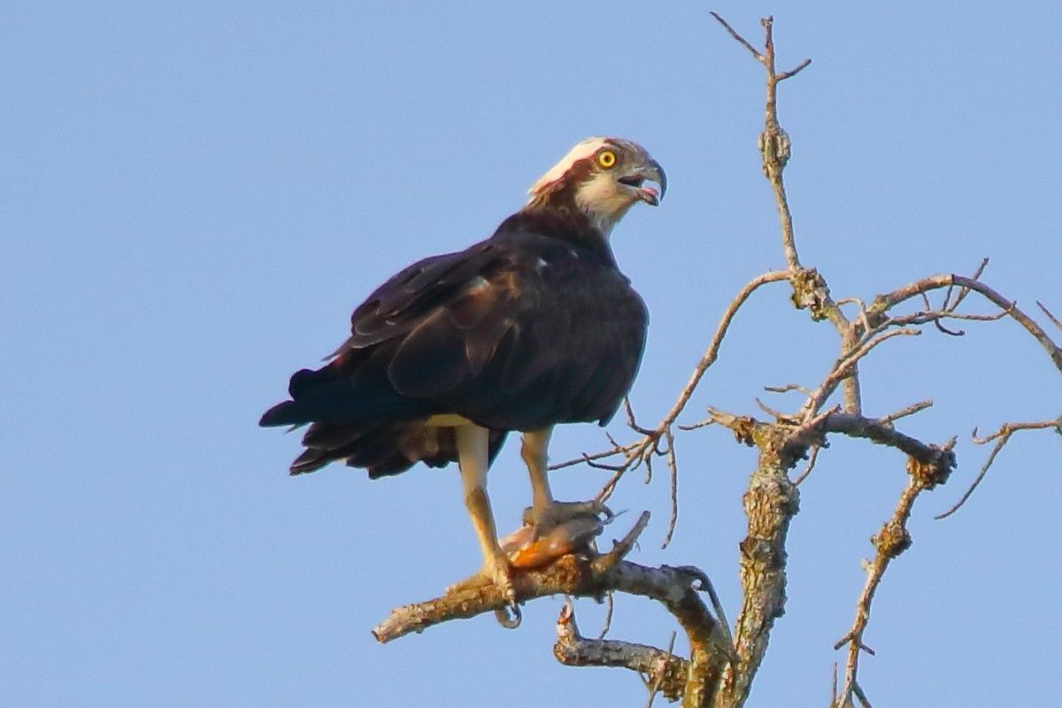 Osprey - ML646960849