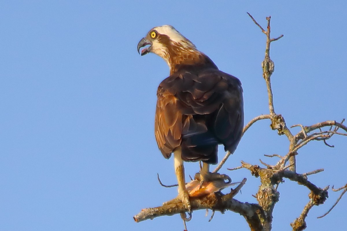 Osprey - ML646960850