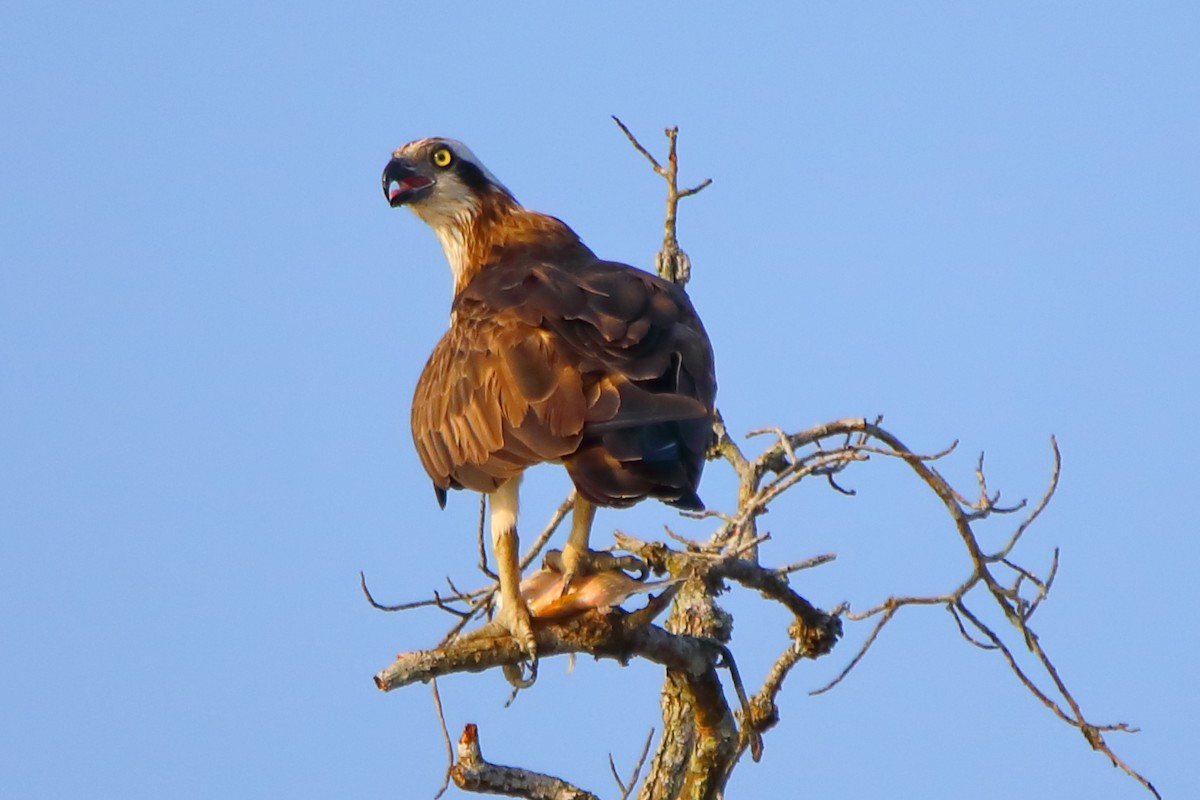 Osprey - ML646960851