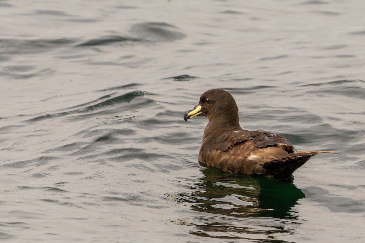 Westland Petrel - ML646960854