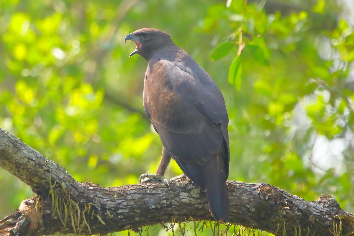 Changeable Hawk-Eagle - ML646960855