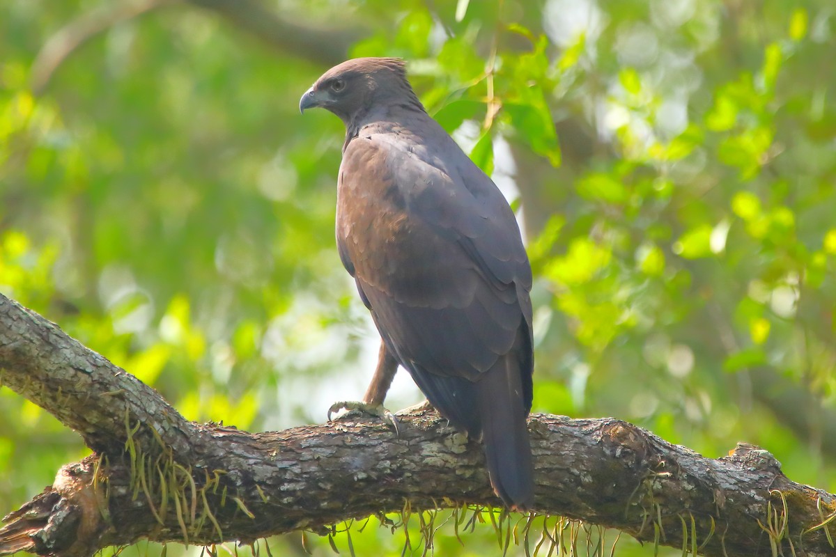 Changeable Hawk-Eagle - ML646960856