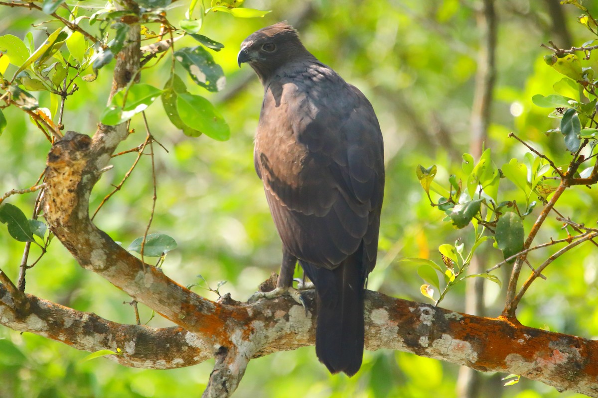 Changeable Hawk-Eagle - ML646960857
