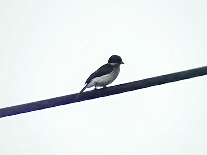 Black-winged Flycatcher-shrike - ML646960858