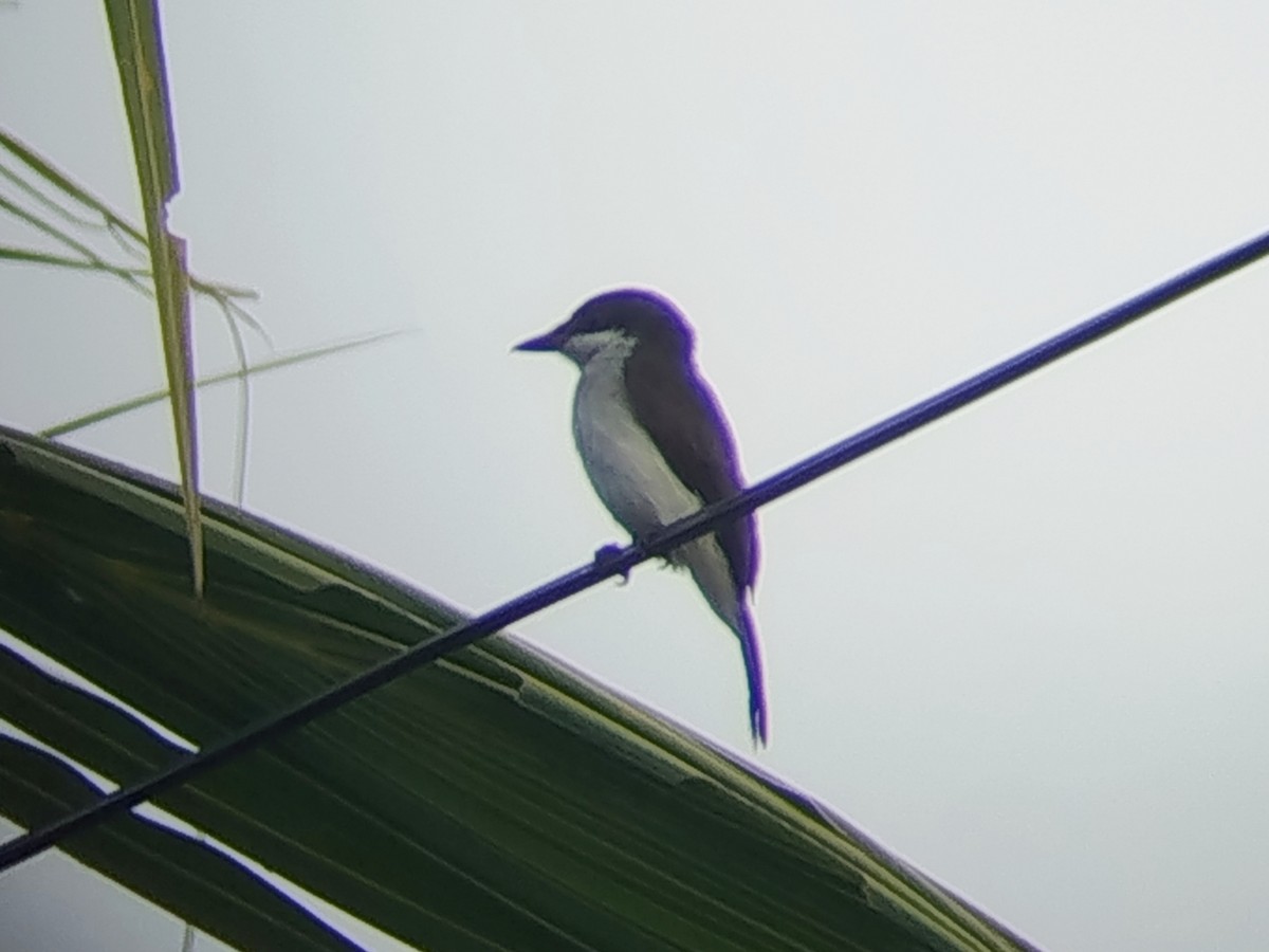 Black-winged Flycatcher-shrike - ML646960859