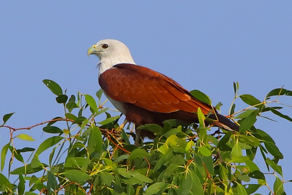 Brahminy Kite - ML646960860