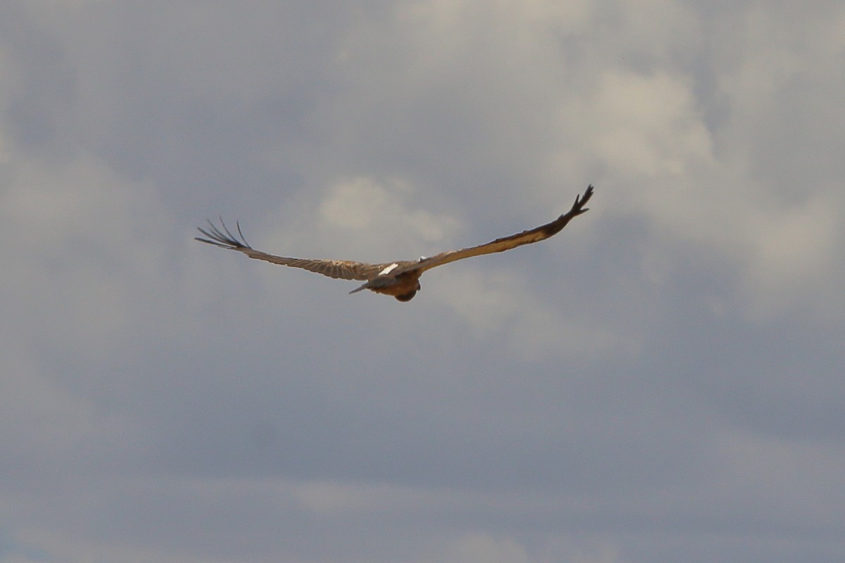 נשר לבן-גב - ML646960863