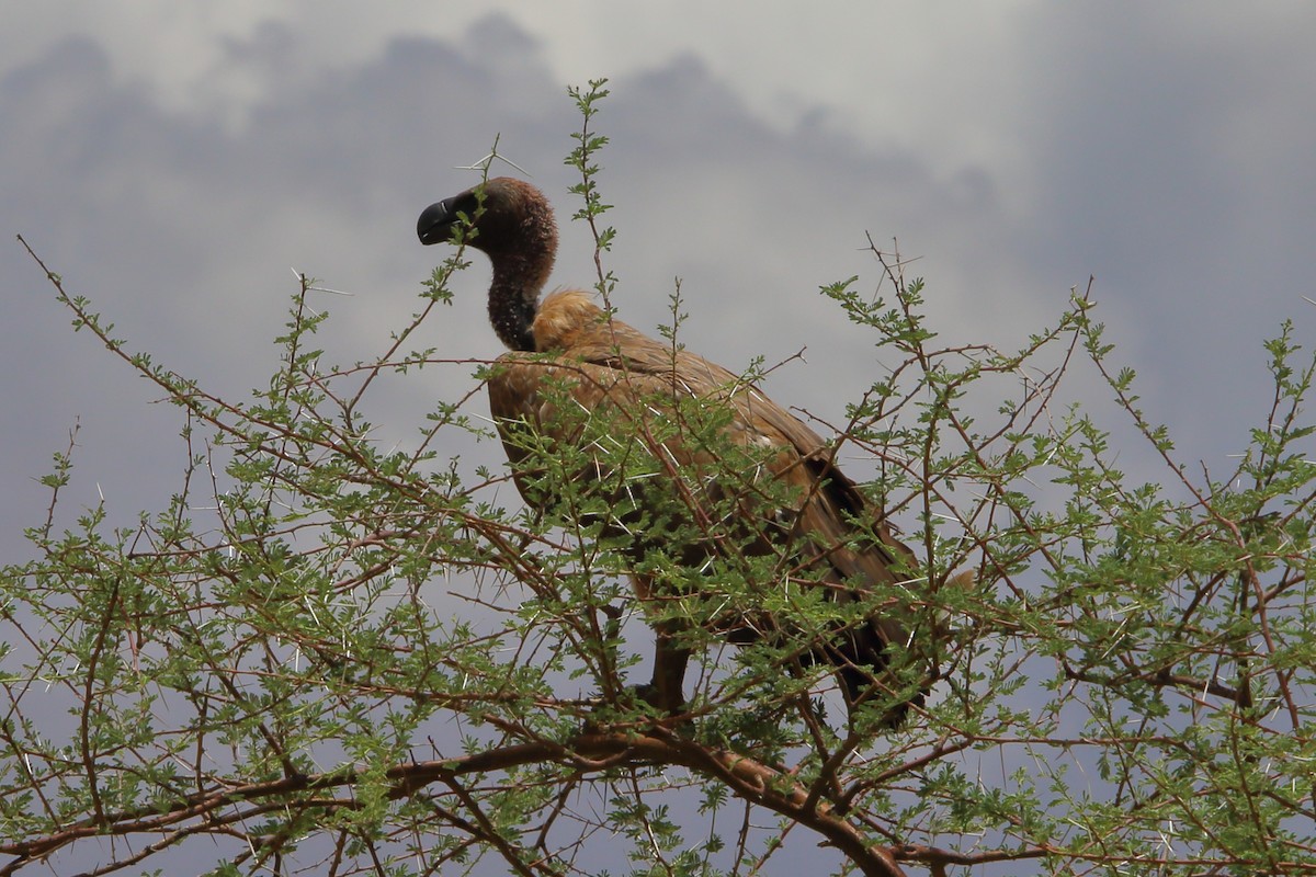 נשר לבן-גב - ML646960864
